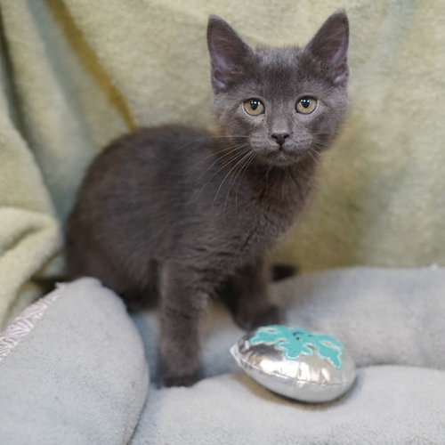 Smudge, Baby Russian Blue / Mixed (short coat), cat for adoption in Fort Worth, Texas