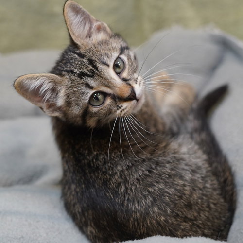 Dewdrop aka Dewey, Baby Tabby / Mixed (short coat), cat for adoption in Fort Worth, Texas