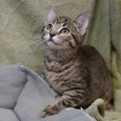 Ella, an adoptable Tabby in Richardson, TX