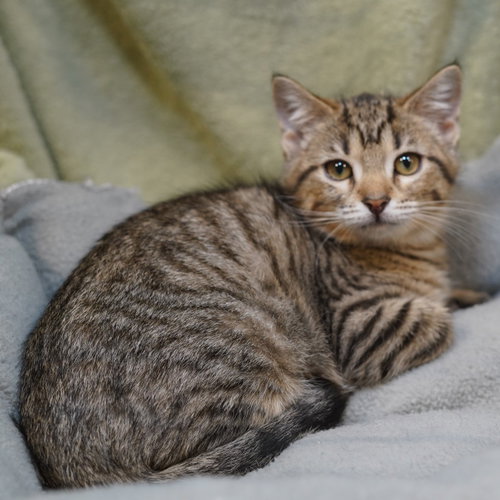 Dawn, an adoptable Tabby in Richardson, TX