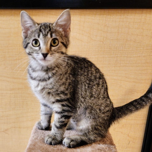 Dawn, an adoptable Tabby in Richardson, TX