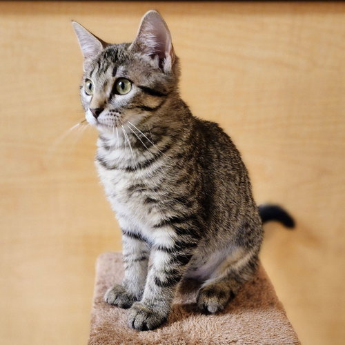 Dawn, Baby Tabby / Domestic Short Hair / Mixed (short coat), cat for adoption in Hurst, Texas