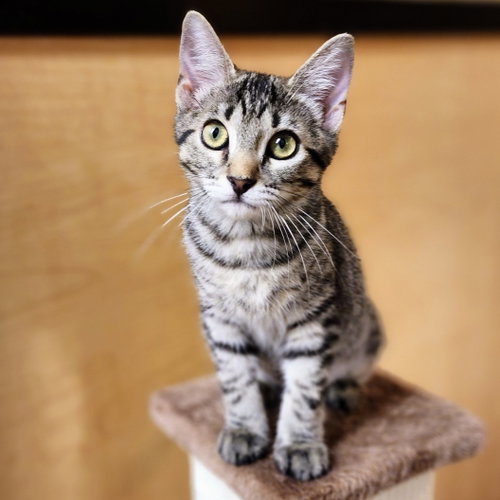 Dawn, Baby Tabby / Domestic Short Hair / Mixed (short coat), cat for adoption in Richardson, Texas