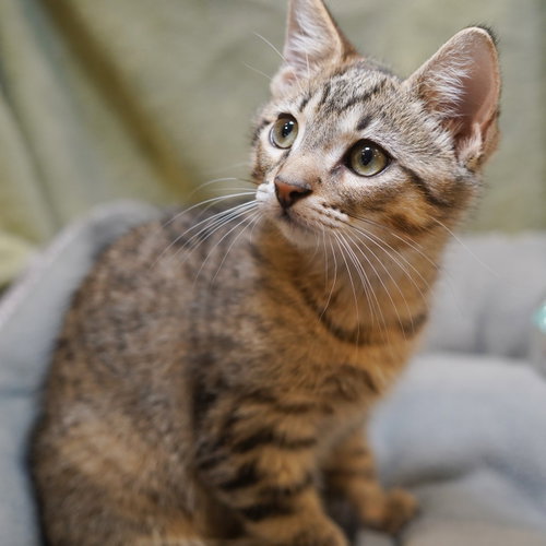 Oscar, an adoptable Tabby in Richardson, TX