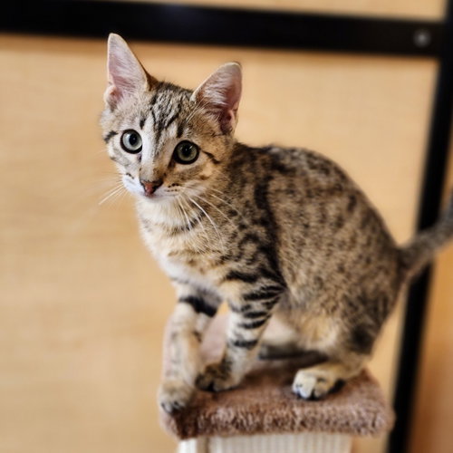Oscar, an adoptable Tabby in Richardson, TX