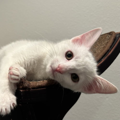Annabelle, an adoptable Domestic Short Hair in Richardson, TX