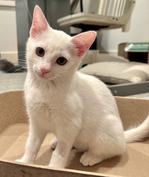 Annabelle, an adoptable Domestic Short Hair in Richardson, TX