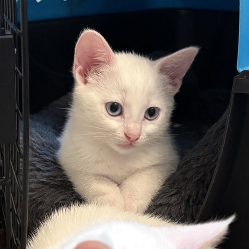 Alexis, an adoptable Domestic Short Hair in Richardson, TX