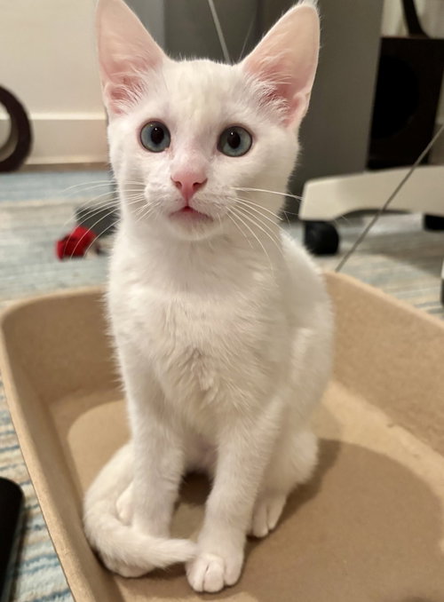 Alexis, an adoptable Domestic Short Hair in Richardson, TX