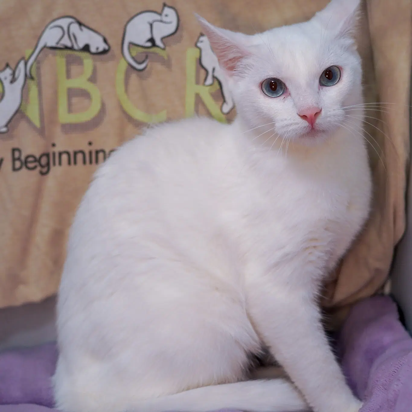 Alexis - Domestic Short Hair
