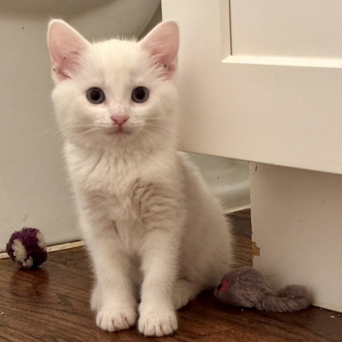 Cadence, Baby Domestic Short Hair / Mixed (short coat), cat for adoption in Fort Worth, Texas