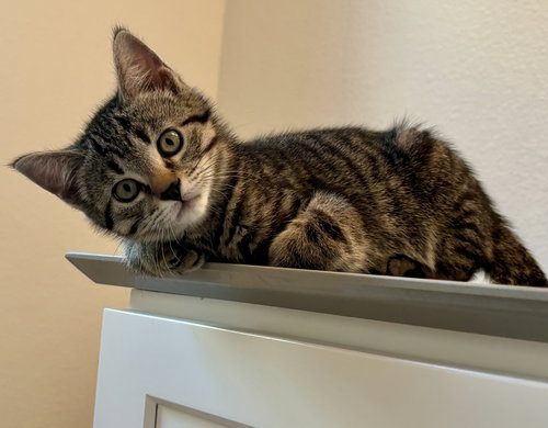 Brownie, an adoptable Tabby in Richardson, TX
