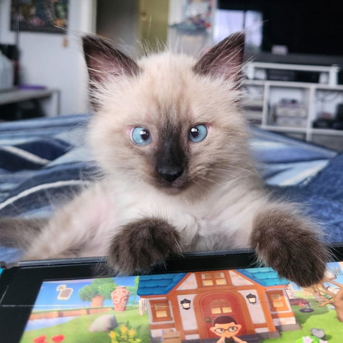 Bernard, an adoptable Siamese in Richardson, TX