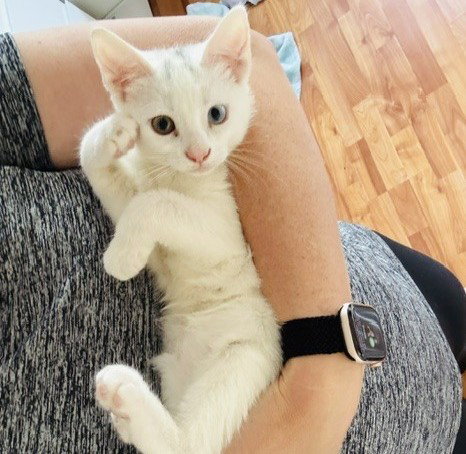 Gogurt aka GoGo, an adoptable Domestic Short Hair in Richardson, TX