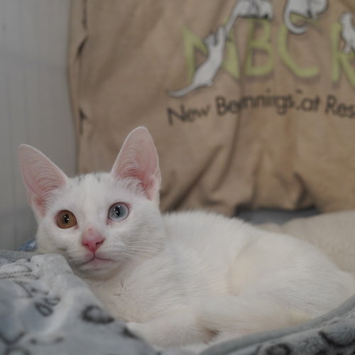 Gogurt aka GoGo, an adoptable Domestic Short Hair in Richardson, TX