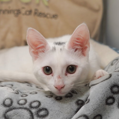 Danimal aka Dani, an adoptable Domestic Short Hair in Richardson, TX
