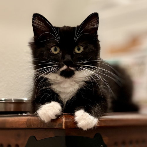 Bea, an adoptable Tuxedo in Richardson, TX