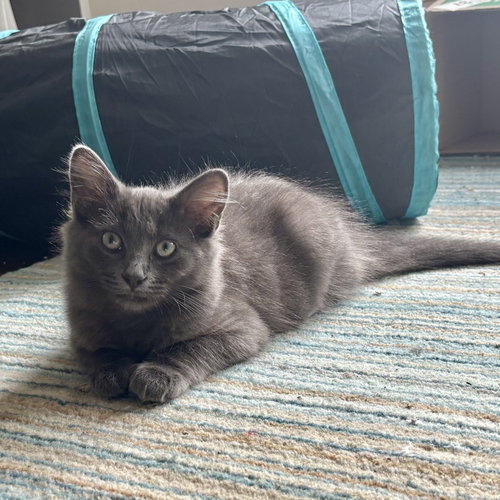 Mossimo, an adoptable Russian Blue in Richardson, TX