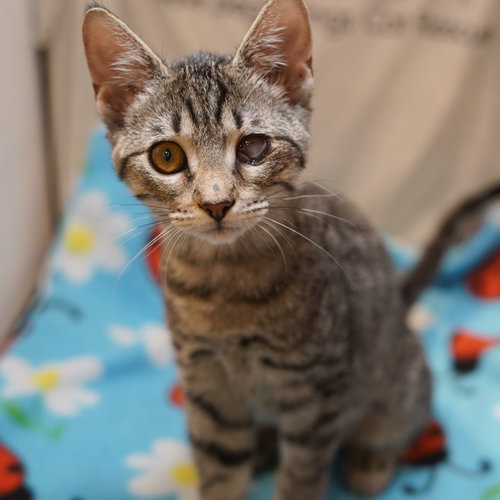 Anna, Baby Tabby / Domestic Short Hair / Mixed (short coat), cat for adoption in Fort Worth, Texas