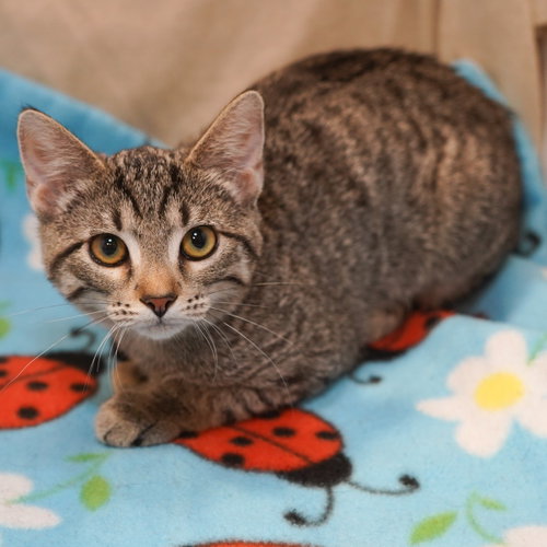 Elsa, Baby Tabby / Domestic Short Hair / Mixed (short coat), cat for adoption in Fort Worth, Texas