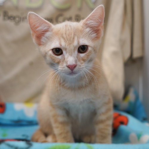 Cafe au Lait, Baby Tabby / Domestic Short Hair / Mixed (short coat), cat for adoption in Fort Worth, Texas