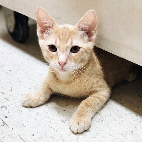 Cafe au Lait, Baby Tabby / Domestic Short Hair / Mixed (short coat), cat for adoption in Richardson, Texas