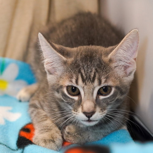 Cappuccino, Baby Tabby / Domestic Short Hair / Mixed (short coat), cat for adoption in Fort Worth, Texas