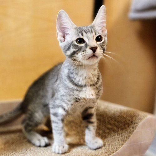 Cappuccino, an adoptable Tabby in Richardson, TX