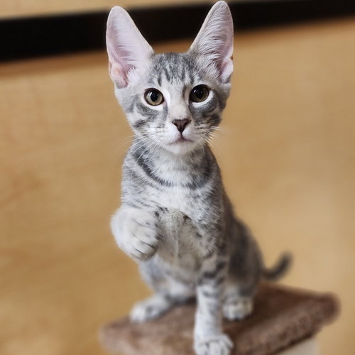 Cappuccino, Baby Tabby / Domestic Short Hair / Mixed (short coat), cat for adoption in Mesquite, Texas