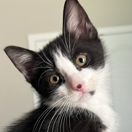 Ozzy, Baby Tuxedo / Domestic Short Hair / Mixed (short coat), cat for adoption in The Colony, Texas