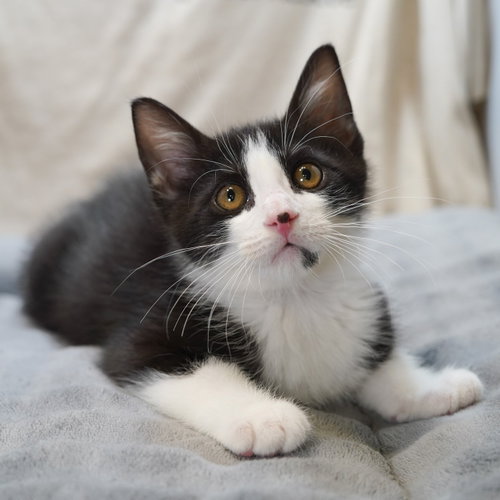 Ozzy, Baby Tuxedo / Domestic Short Hair / Mixed (short coat), cat for adoption in Richardson, Texas