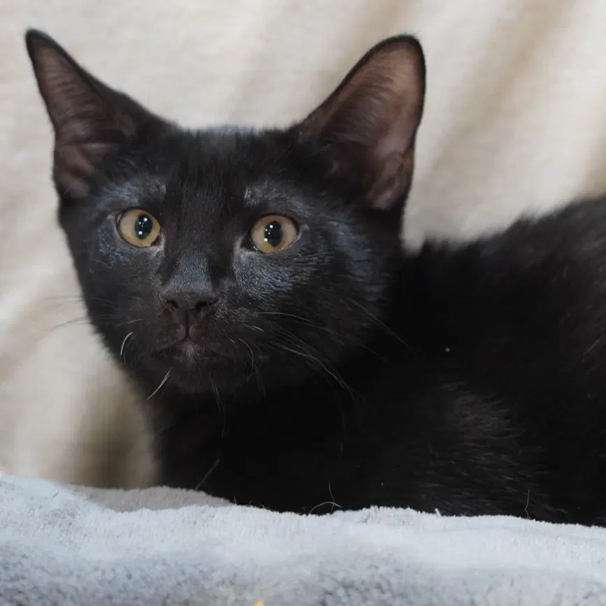 Franky - Domestic Short Hair