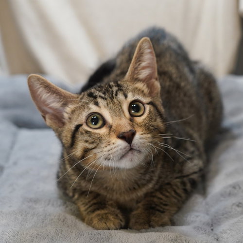 Marco