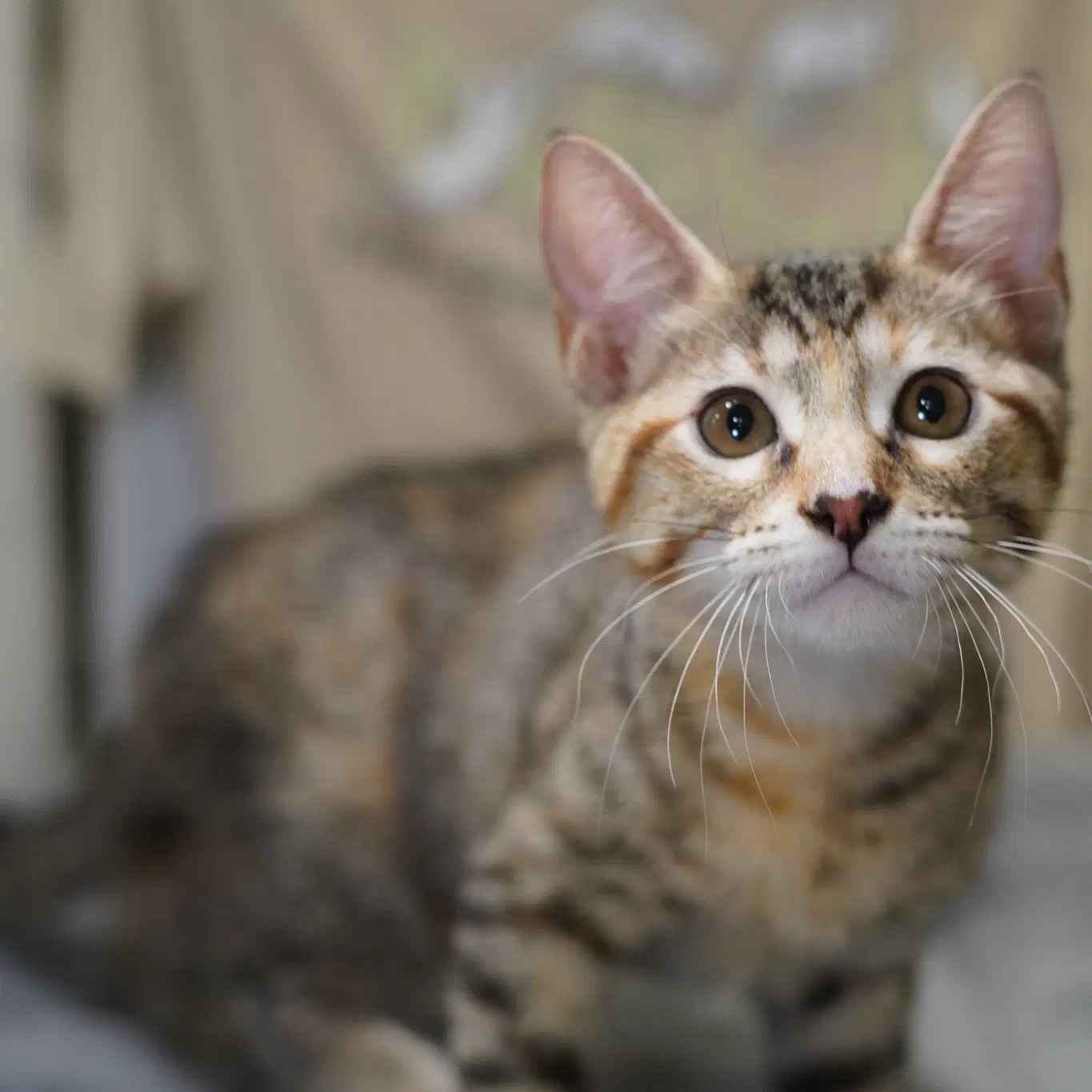 Leeloo image 3