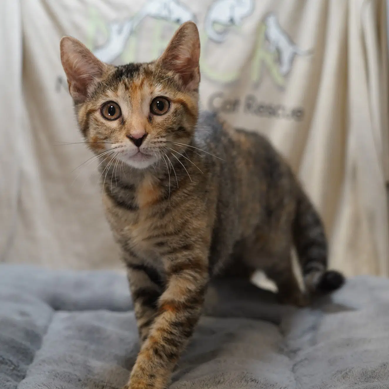Maya - Domestic Short Hair