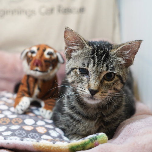 O'Reilly aka RyRye, Baby Tabby / Domestic Short Hair / Mixed (short coat), cat for adoption in Richardson, Texas