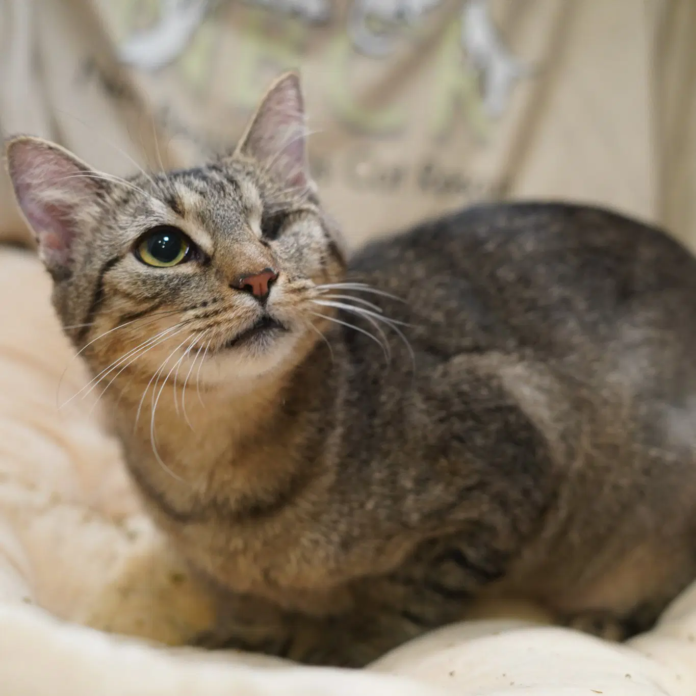 Kila - Tabby