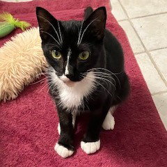 Jamie, an adoptable Tuxedo in Richardson, TX