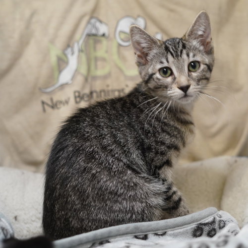 Daiquiri, an adoptable Tabby in Richardson, TX