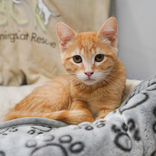 Truly, an adoptable Tabby in Richardson, TX