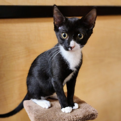 Charlie Brown, an adoptable Tuxedo in Richardson, TX