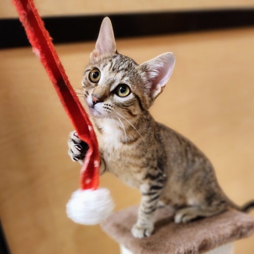 Peppermint Patty, an adoptable Tabby in Richardson, TX