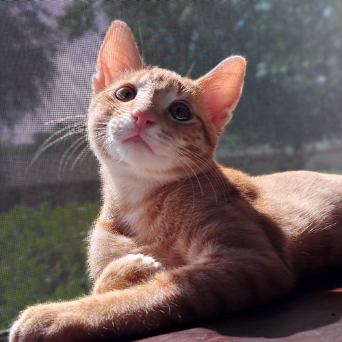 Nikoli, an adoptable Tabby in Richardson, TX