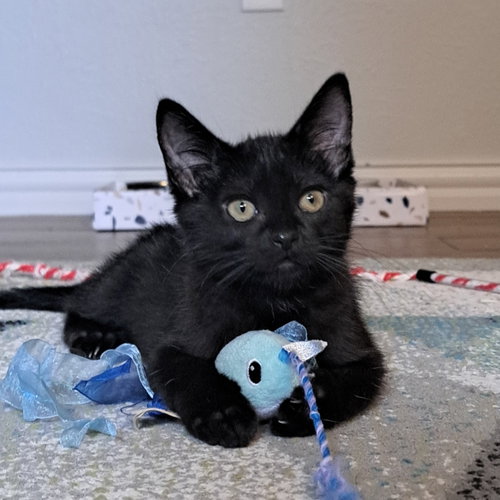 Tessa, an adoptable Domestic Short Hair in Richardson, TX