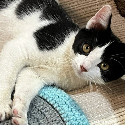 Shamu, an adoptable Tuxedo in Richardson, TX