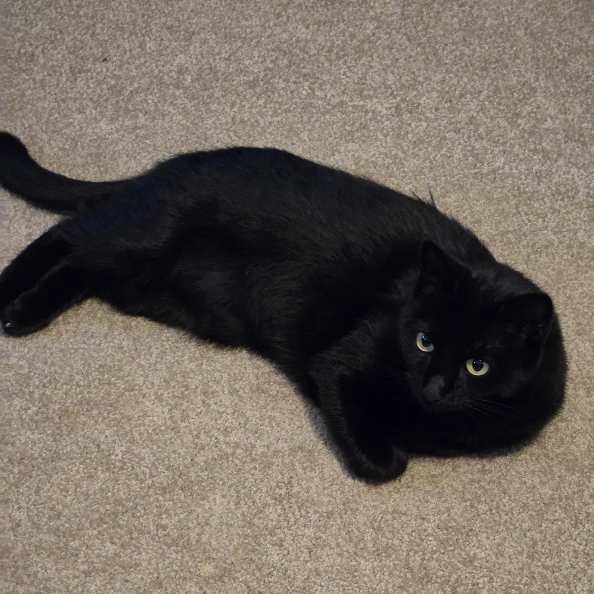 Ebony - Domestic Short Hair