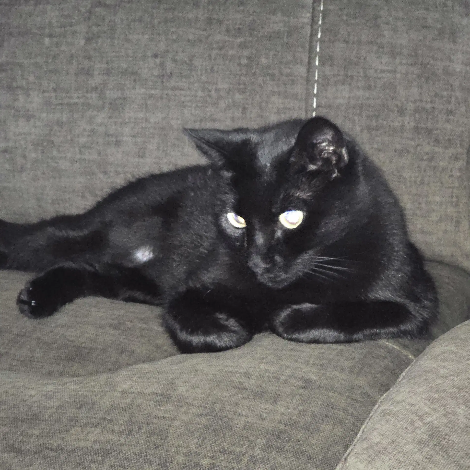 Ebony image 3