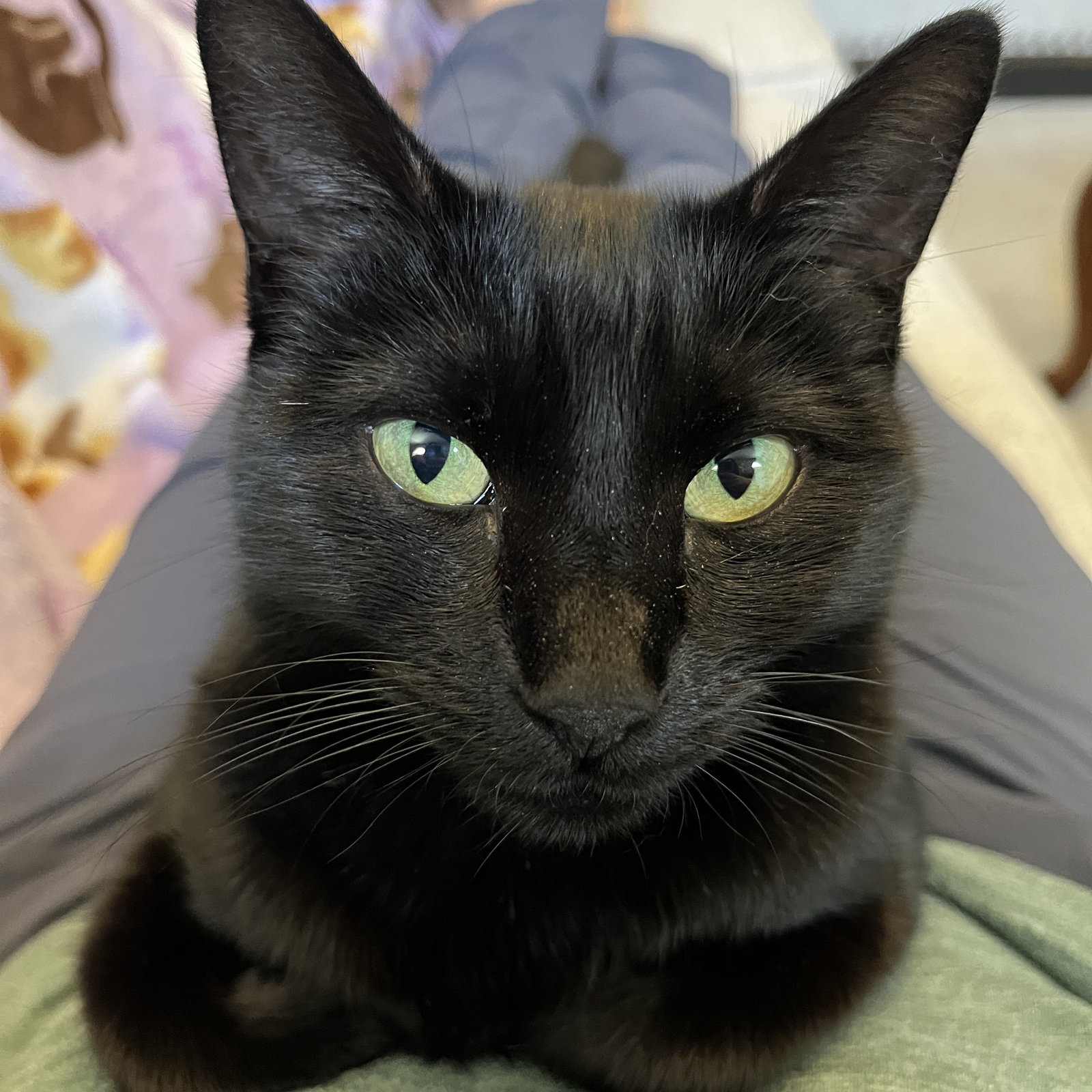Ebony, photo 10