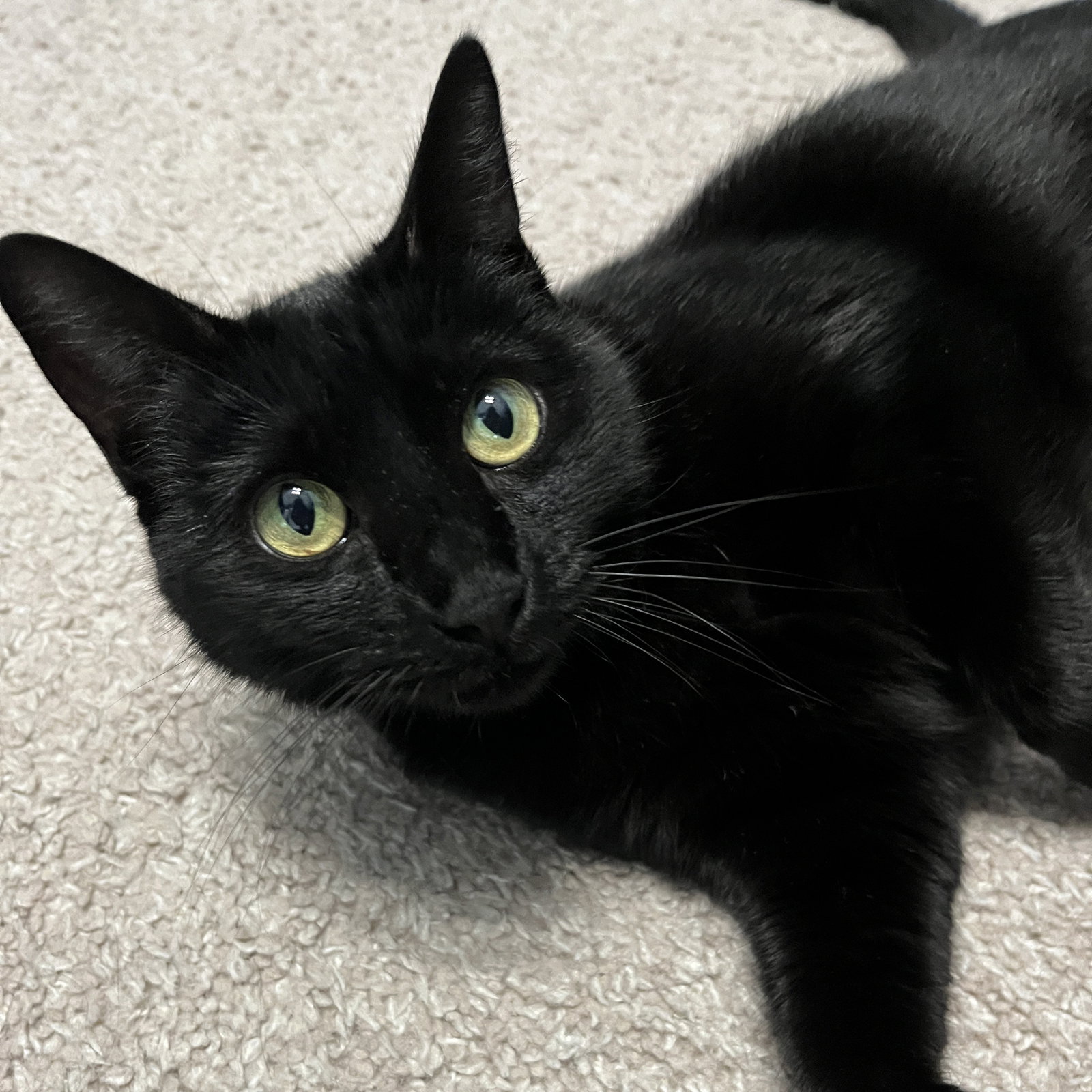 Ebony, photo 11