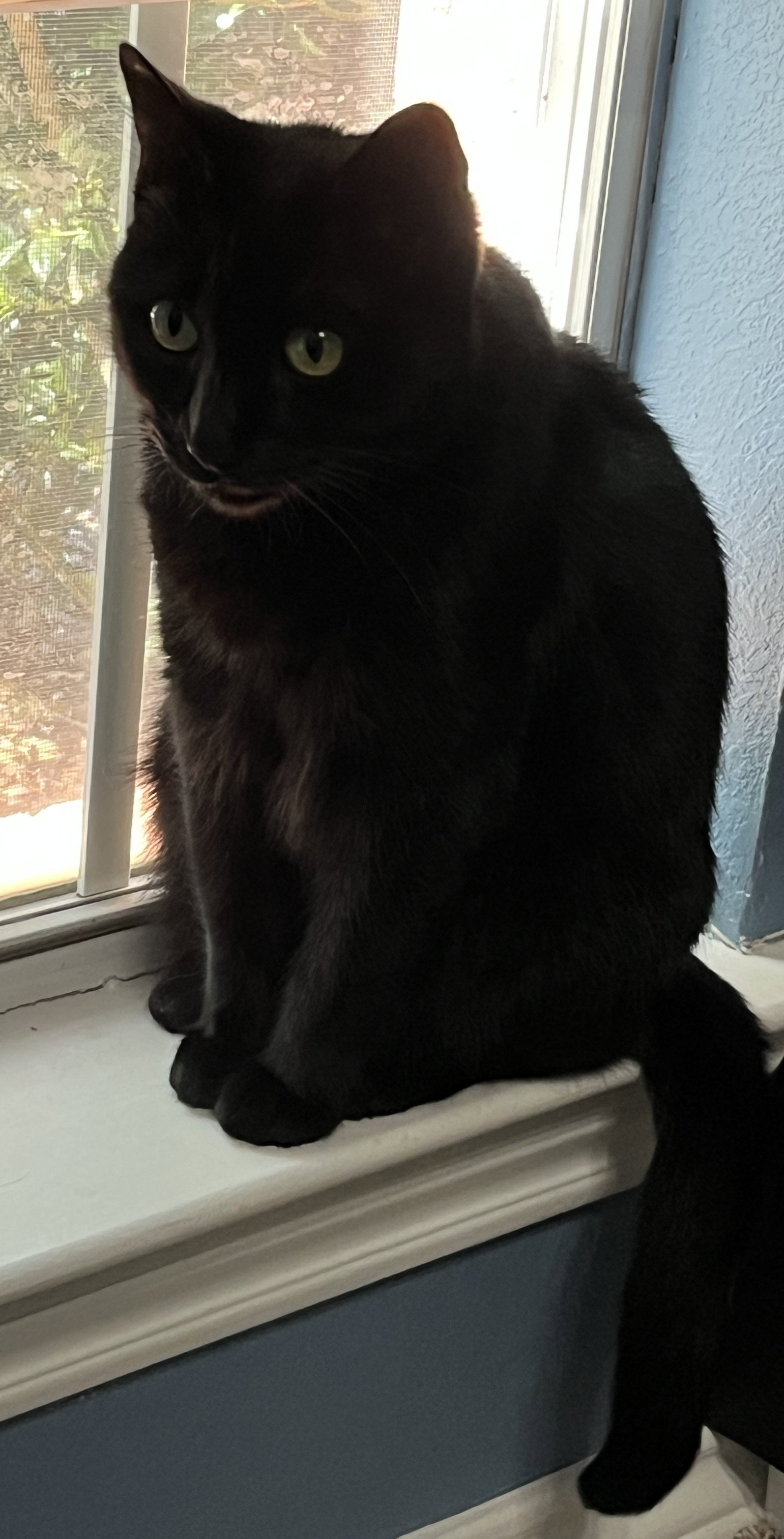 Ebony, photo 13